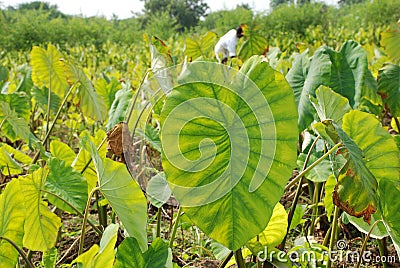 Colocasia plantation growing in the fields in India Stock Photo