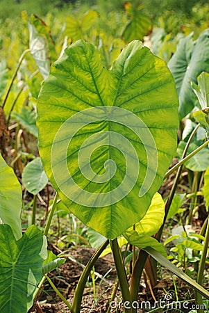 Colocasia plantation growing in the fields in India Stock Photo