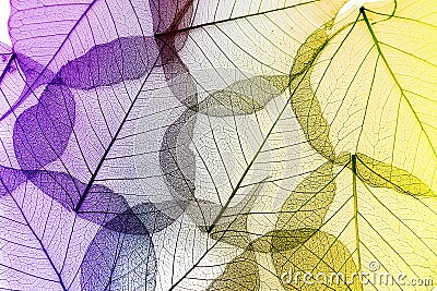 Coloful leaves seamless Stock Photo