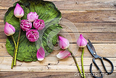 Coloful pink flowers lotus on leaf with scissors arrangement flat lay postcard style Stock Photo