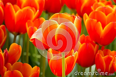 Coloful tulip flower in the garden Stock Photo