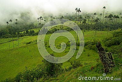 Colombia Coffee Region Stock Photo