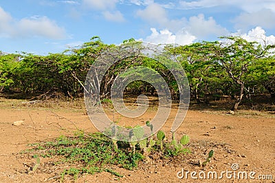 Colombia, Penisula la Guajira bushes Stock Photo