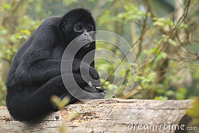 Colombian spider monkey Stock Photo