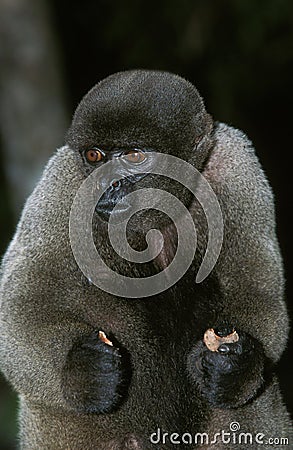 Colombian Wolly Monkey, lagothrix lagothricha lugens, Adult, Pantanal in Brazil Stock Photo