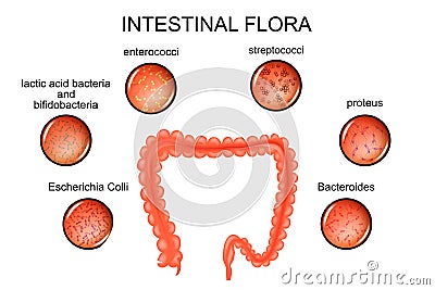 The colon. intestinal flora Vector Illustration