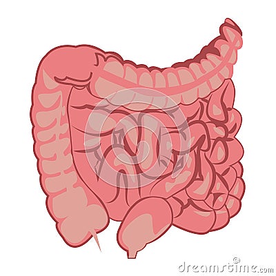 Colon, intestinal tract system Vector Illustration