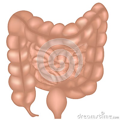 Colon, intestinal tract system Cartoon Illustration