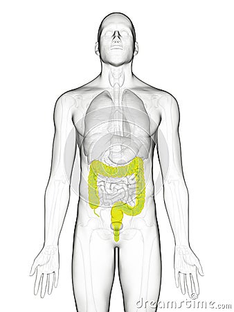 The colon Cartoon Illustration