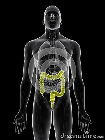 The colon Cartoon Illustration