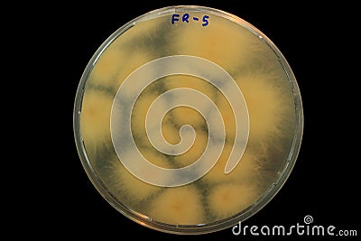 Colonies of deadly Fusarium oxysporum sp. cubense tropical race 4 fungus growing in Petri dish Stock Photo