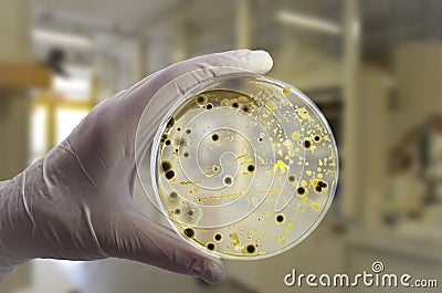 Colonies of different bacteria and mold fungi grown on Petri dish with nutrient agar Stock Photo