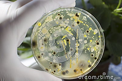Colonies of different bacteria and molds Stock Photo