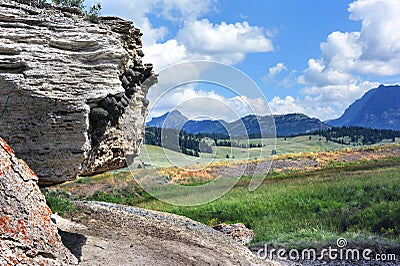 Colony of American Cliff Swallows Stock Photo