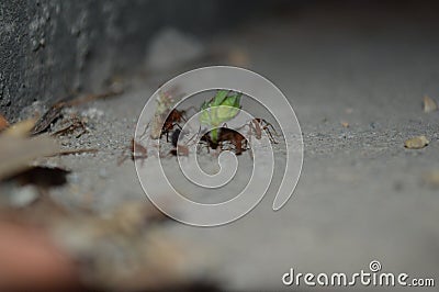 Colony of ants collecting leaves Stock Photo