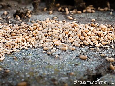 Colony of ants trying to hide the young offsping Stock Photo