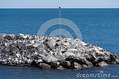 Colony of Australian pied cormorants on rock revetment Stock Photo