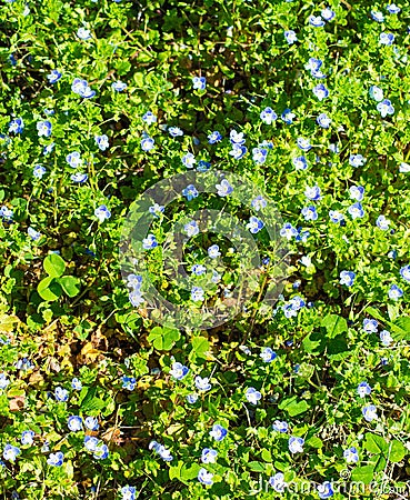 Colony of Azure Bluets, Houstonia caerulus Stock Photo