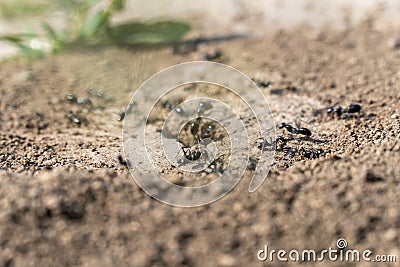 Colony black ants crawling near hole anthill close-up. Together insects working. Stock Photo