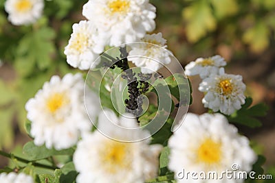 Colony of black bean aphid Aphis fabae on double flowers of Achillea ptarmica or European pellitory Stock Photo