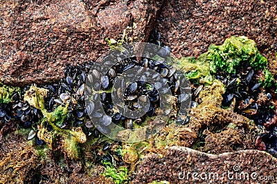 A colony of black bivalve seashells grows on red granite stones in the Black Sea in Zalizny Port Ukraine. Natural pattern of Stock Photo