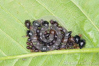 Colony of the Black Cherry Aphid or cherry blackfly Myzus cerasi on leaf of cherries. Stock Photo