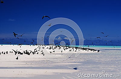 Colony of brown booby on a white sandy beach Stock Photo