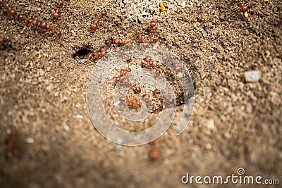 A colony of California Harvester Ants working Stock Photo