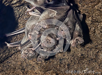 The colony of common vampire bats, Desmodus rotundus Stock Photo