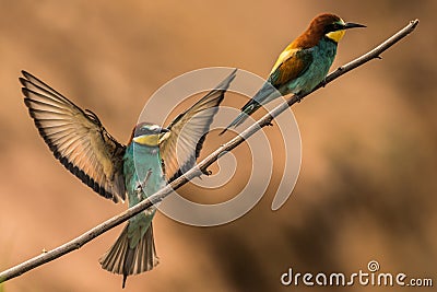 Bee-eaters, Merops apiaster, sits on a branch Stock Photo