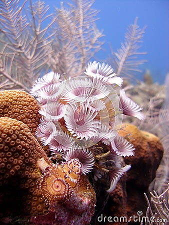 Colony of feather duster worms Stock Photo