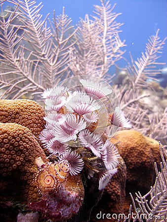 Colony of feather duster worms Stock Photo