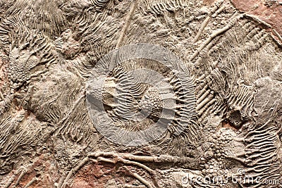 colony of fossils Stock Photo