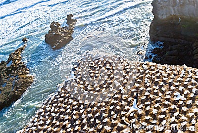 Colony of gannets Stock Photo
