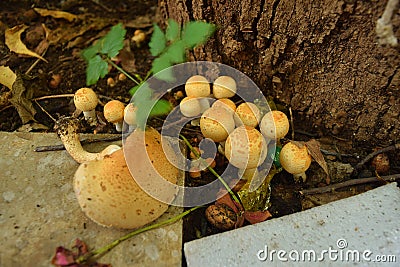 A Colony of Gilled Conical Mushrooms of Agaricus Species Stock Photo