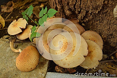 A Colony of Gilled Mushrooms of Agaricus Species Stock Photo