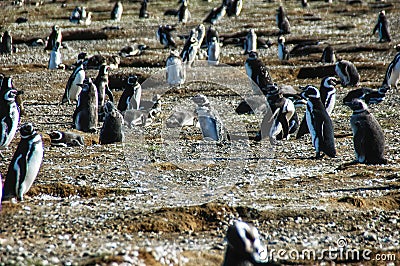 Colony of magellanic penguins on Magdalena island, Strait of Magellan, Chile Stock Photo
