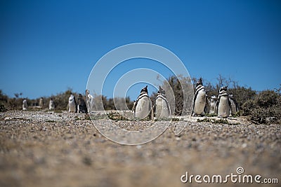 Colony of Magellanic Penguins Spheniscus magellanicus on Isla Magdalena in the Strait of Magellan, Chile Stock Photo