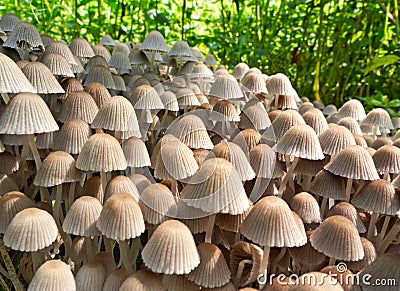 A colony of mushrooms toadstools. Stock Photo