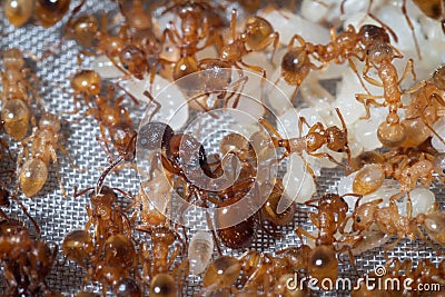 Myrmica rubra colony Stock Photo