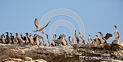 Colony of Neotropical Cormorants Stock Photo
