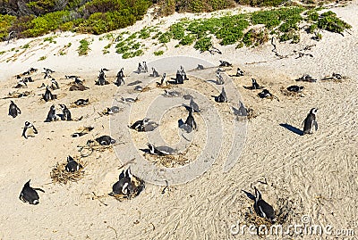 Jackass Penguins Colony, South Africa Stock Photo