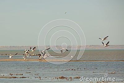 A colony of pelicans.ducks and gulls enjoying the afternoon sun on a sandy island in the Aral sea Stock Photo