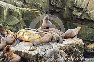 Colony of sea lions Eumetopias jubatus on the rock, Russia, Kamchatka, nearby Cape Kekurny, Russian bay Stock Photo