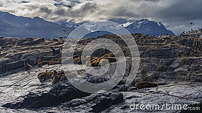 A colony of sea lions is resting on a rocky islet. Stock Photo