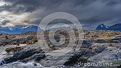 A colony of sea lions rests on the rocky slopes of an islet Stock Photo