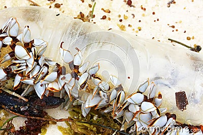 Colony of sea shells on a plastic bottle. Seychelles Stock Photo