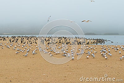 Colony of seabirds on the beach. Pelicans, least tern, seagulls. Stock Photo