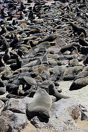 Colony of seals at Cape Cross Reserve, Namibia Stock Photo