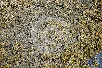 Colony of seashell mussels on a hunting island beach Stock Photo